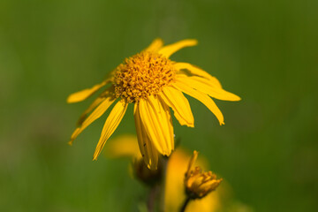 Arnica Montana flower in alpine meadows. leopard's bane (Arnica montana) on a meadow in the Carpathian Mountains. Flowering alpine meadows with Arnica Montana
