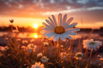White daisies during the sunset in the nature