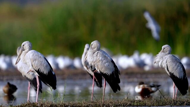 The Asian openbill or Asian openbill stork (Anastomus oscitans)
