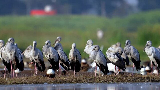 The Asian openbill or Asian openbill stork (Anastomus oscitans)