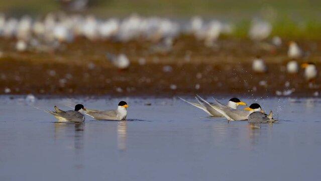 The Indian river tern or river tern (Sterna aurantia)