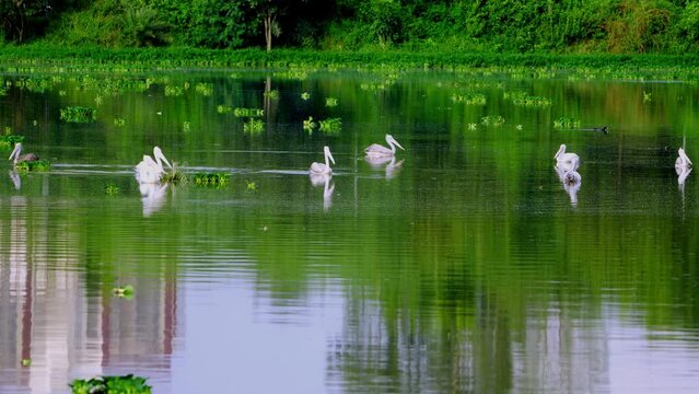 The spot-billed pelican (Pelecanus philippensis) or gray pelican.