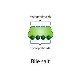 Bile Salt Structure, Gallbladder. Lipid Digestion. Liposome, Micelle formation. Vector Illustration.