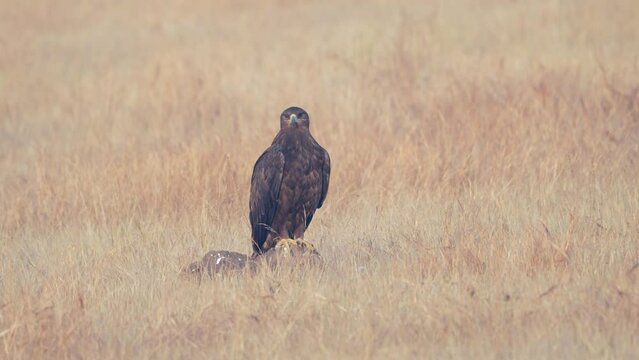The steppe eagle (Aquila nipalensis) is a large bird of prey.