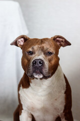 Portrait of dog on light background. American Staffordshire Terrier full face. Dog model. Pedigree dog. Postcard, photo, advertising, wallpaper, presentation.