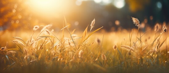 In the vintage landscape the summer sun bathes the green grass in a warm golden light creating a breathtaking bokeh effect against the autumn backdrop of colorful plants and a serene natura