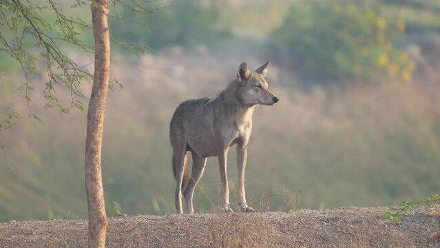 The Indian wolf (Canis lupus pallipes) is a subspecies of gray wolf.