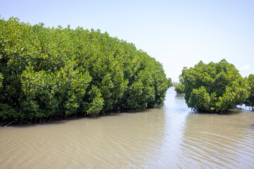 Mangroves in brackish water on the coast creating shoreline stabilization and a home for a rich biodiversity