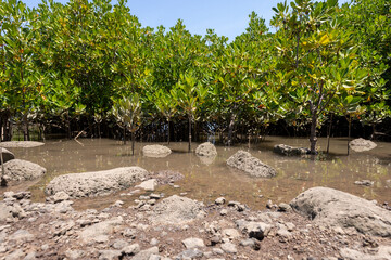 Mangroves in brackish water on the coast creating shoreline stabilization and a home for a rich biodiversity