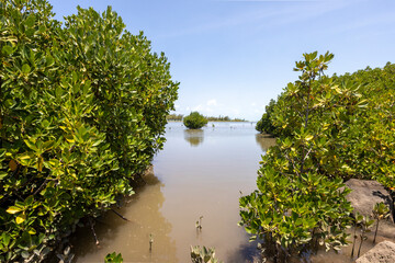 Mangroves in brackish water on the coast creating shoreline stabilization and a home for a rich biodiversity