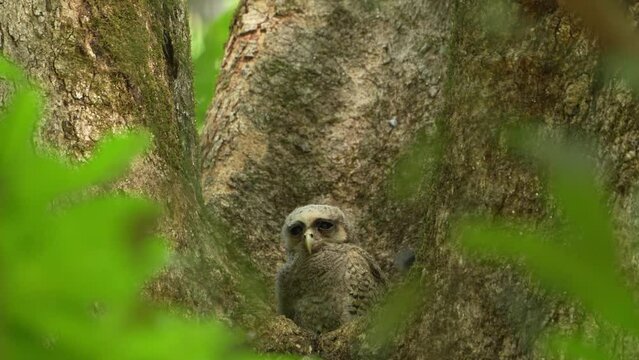 The spot-bellied eagle-owl  chick in its nest (Ketupa nipalensis), also known as the forest eagle-owl