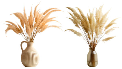 A set of pampas in vases. Isolated on a transparent background - obrazy, fototapety, plakaty