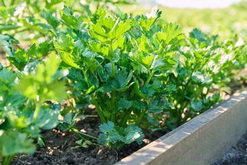 Close-up celery plant growing in a garden bed