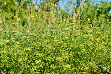 Close up of parsley plant with branches with seeds
