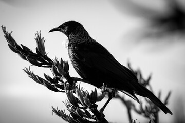 Tui bird sitting on a branch with dried leaves against blue sky, grayscale shot