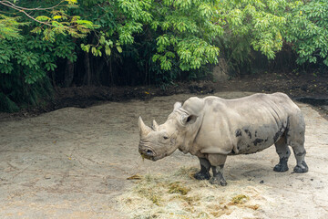 A muddy legs rhino eating food in the zoo on green natural background. White Rhinoceros.