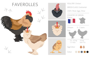 Faverolles Chicken breeds clipart. Poultry and farm animals. Different colors set - obrazy, fototapety, plakaty
