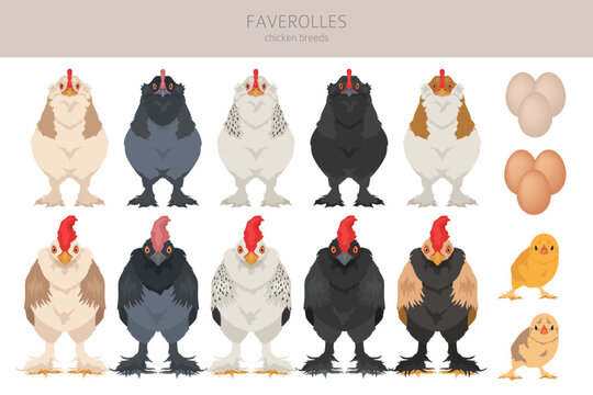 Faverolles Chicken breeds clipart. Poultry and farm animals. Different colors set