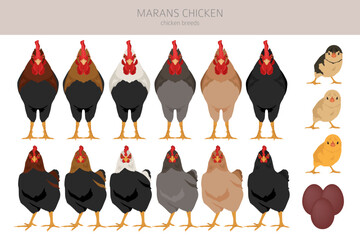 Marans Chicken breeds clipart. Poultry and farm animals. Different colors set © a7880ss
