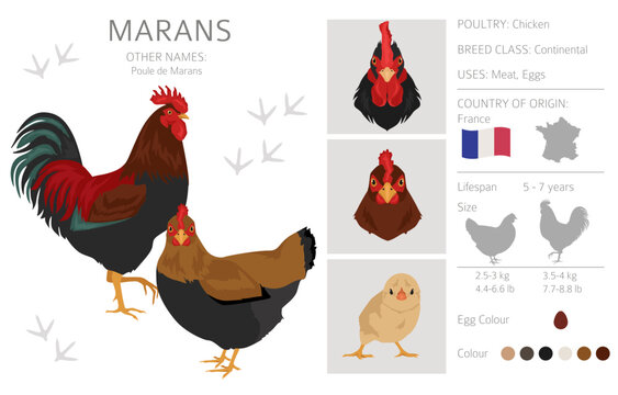 Marans Chicken breeds clipart. Poultry and farm animals. Different colors set
