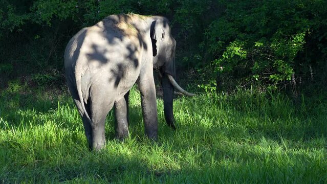 The Asian elephant (Elephas maximus), also known as the Asiatic elephant.