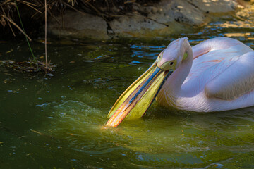 portrait of pelican close up
