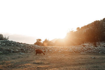 Charming mountain landscape with mountain goats at sunset. Lycian Way.