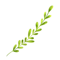 Obraz premium green leaves isolated on white background