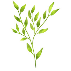 green leaves isolated on white background