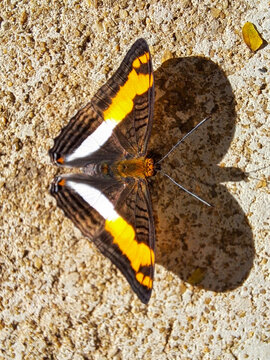 Araras, S&atilde;o Paulo, Brazil - July 1, 2023. Top view of yellow and black butterfly and its heart-shaped shadow on sunny day.