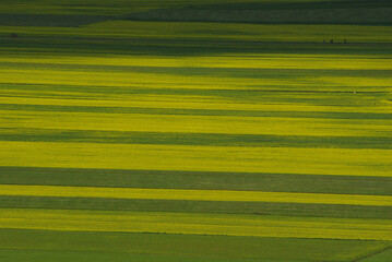 Castelluccio di Norcia - Perugia - First blooms on the plateau