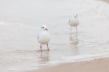 Seagull in the natural environment on the Baltic Sea.