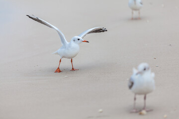 Seagull in the natural environment on the Baltic Sea.