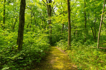 Obraz premium Baker Woods Forest Preserve.