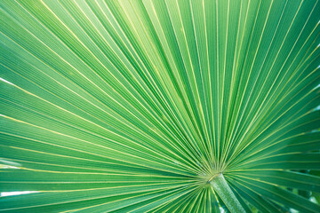 Majestic tropical exotic Mediterranean palm. Closeup nature of green leaf in summer garden. Natural sunlight green leaves plants spring fresh peaceful background greenery environment ecology wallpaper