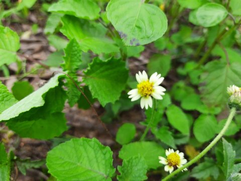 tridax daisy flowers