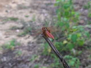 A Dragonfly Doji is a type of candlestick pattern that can signal a potential price reversal, either to the downside or upside, depending on past price action.