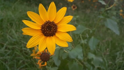 cosmos sulphureus flowers are a gloden yellow color. plants are very adaptable and are suitable.