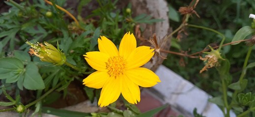 cosmos sulphureus flowers are a gloden yellow color. plants are very adaptable and are suitable.