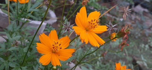 Fototapeta na wymiar cosmos sulphureus flowers are a gloden yellow color. plants are very adaptable and are suitable.