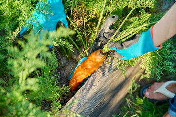 Close-up of carrot in hands of female farmer, farmer's market