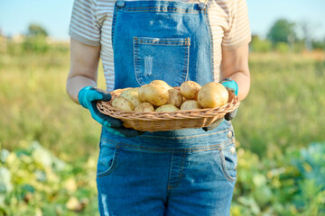 Fresh dug potatoes in hands of farmer, farmers market
