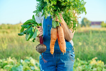 Close-up harvest of carrots and beets in hands of female farmer, farmer's market
