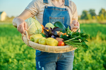 Basket with harvest of summer vegetables in hands of woman, farmer's market