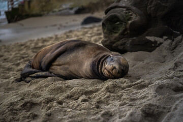 2023-10-25 A LONE SEA LION RETING IN HTE SAN AT THE LA JOLLA COVE WITH A BLURRY BACKGROUND AND ROCKS NEAR SAN DIEGO CALIFORNIA