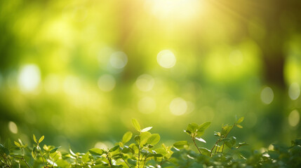 Fototapeta premium green grass and against the sun with bokeh 