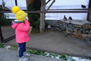 feeding peacocks.A little girl is standing near a cage where domestic peacocks are sitting