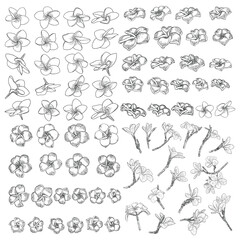 Spa salon Plumeria flower line art element design set. Yoga Oil aromatherapy and hot massage studio, welcome symbol. Drawing Frangipani flower open bud. Vector.