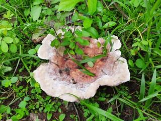 bleeding broadleaf crust  stereum rugosum 