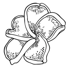 Plumeria flower design. Tropical flower of exotic plant made of real plumeria. Blossom of Hawaiian frangipani with open petals, isolated. Traditional floral welcome decoration. Vector.